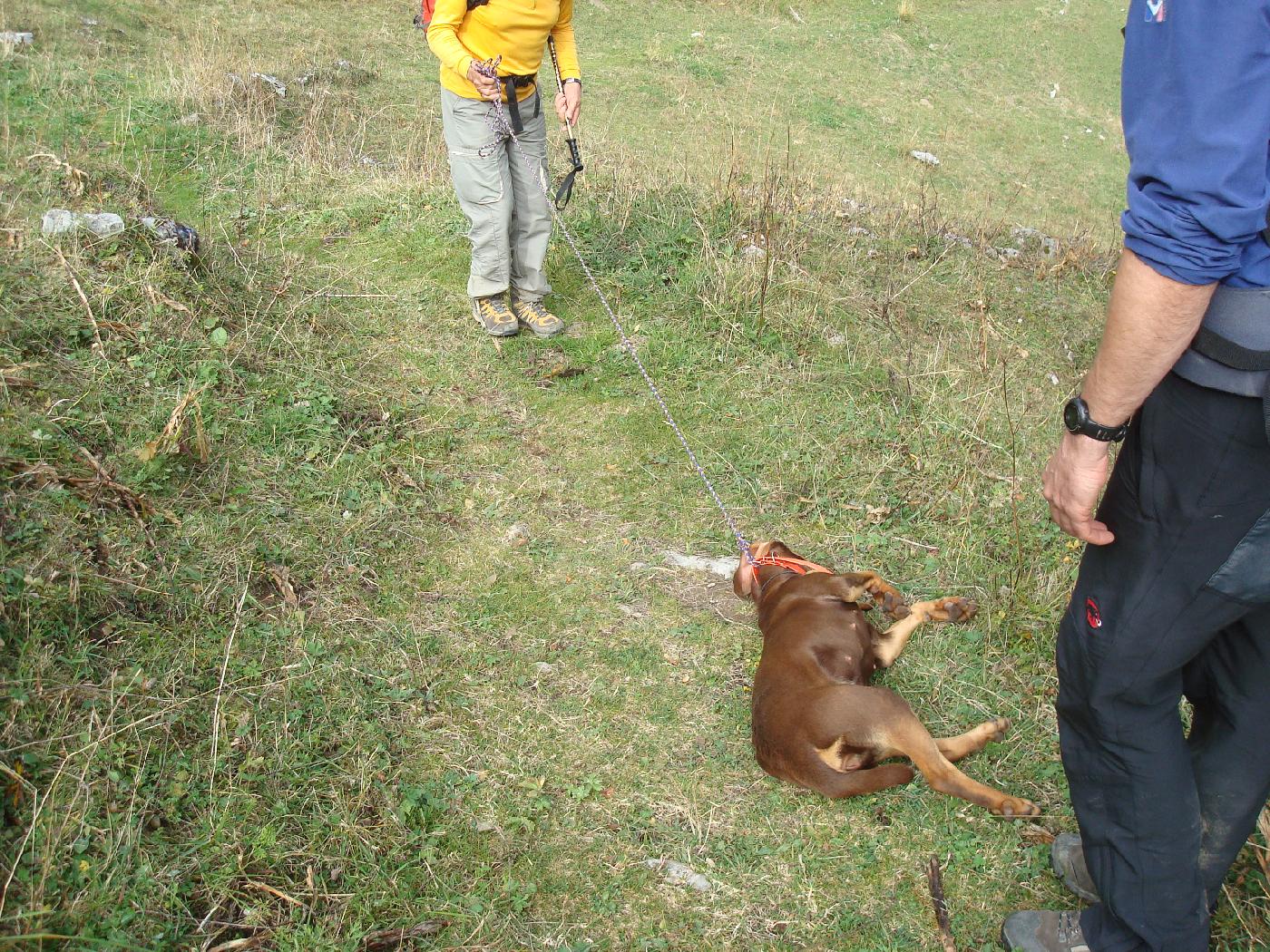 DSC02965.jpg - Robert n�arrive pas � convaincre une chienne de chasse �gar�e de le suivre