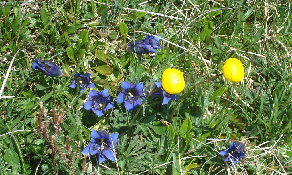dsc02162.jpg - Gentianes acaules et trolles d�Europe  (Trollius europaeus) 