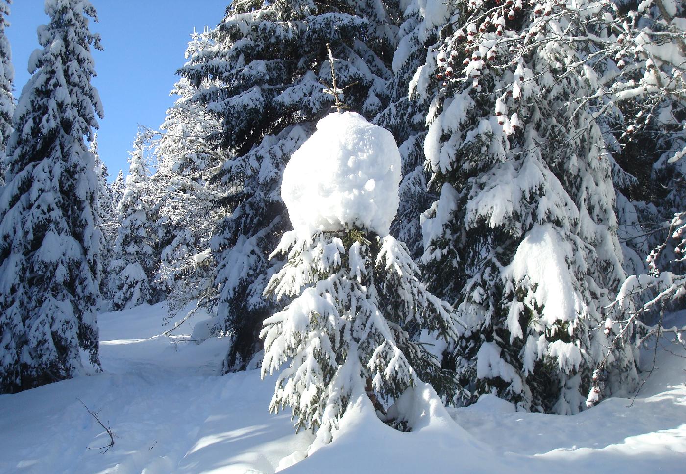 DSC03733.jpg - Un �picea chapeaut�