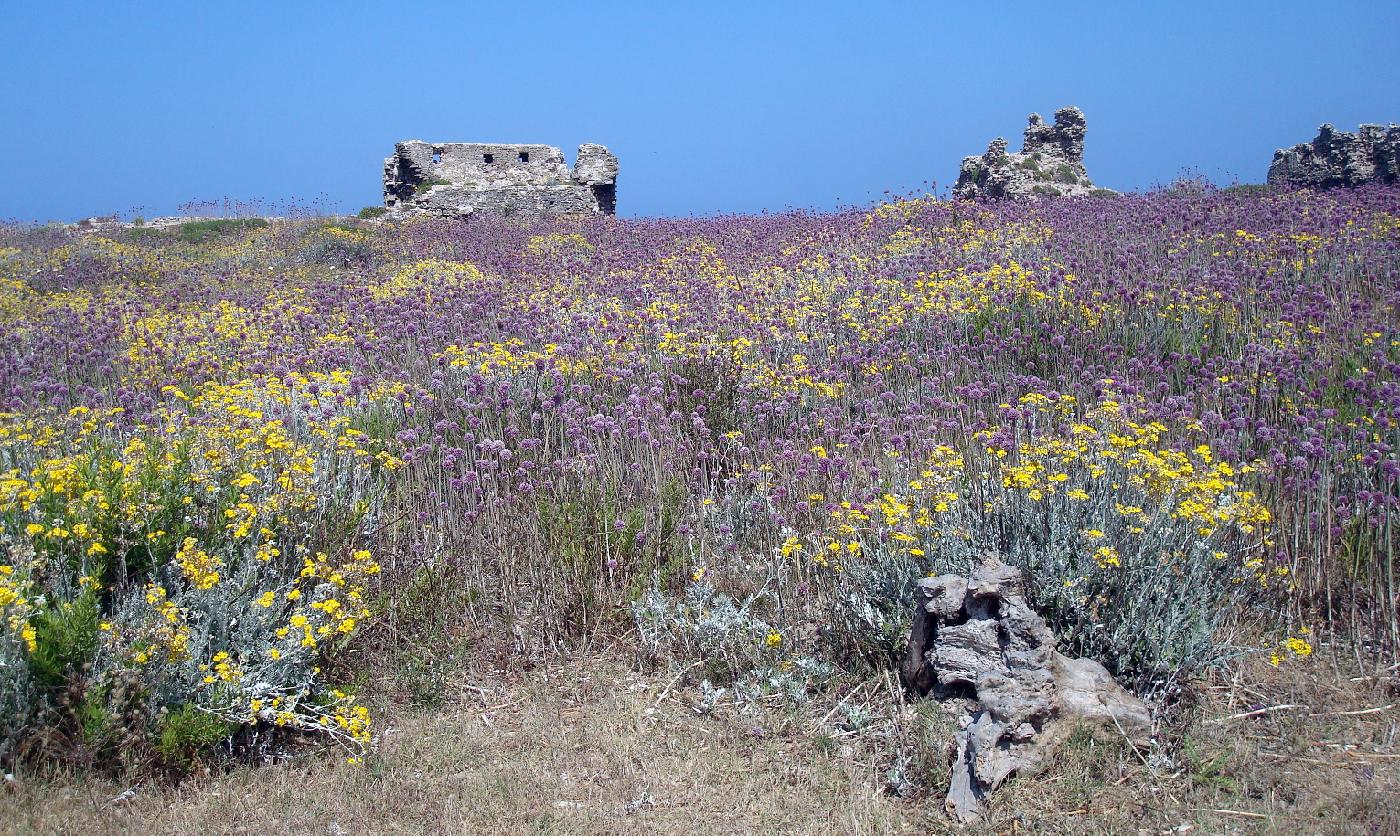 dsc023250.jpg - La forteresse est envahie par les fleurs