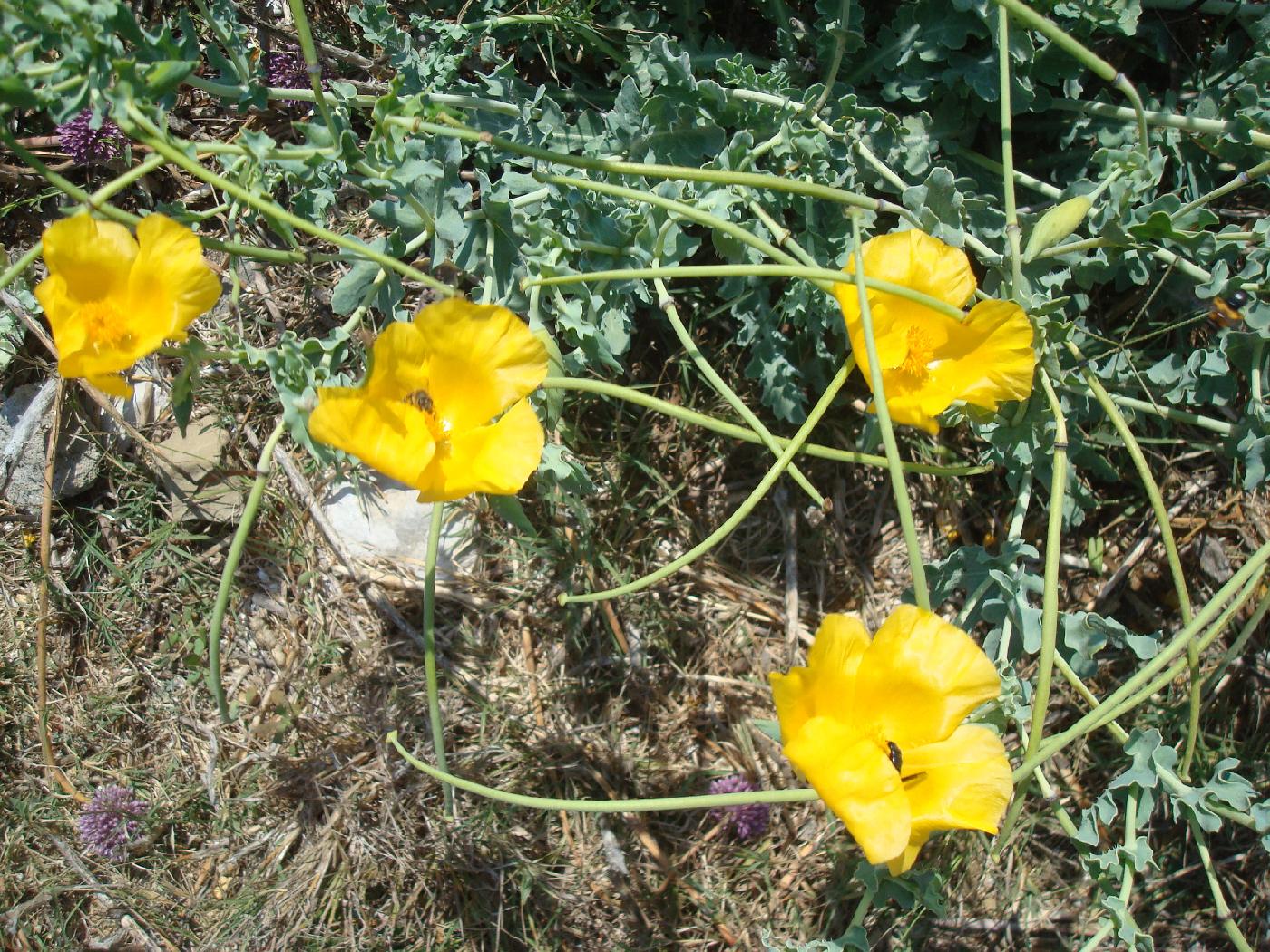 dsc023260.jpg - Fleurs
