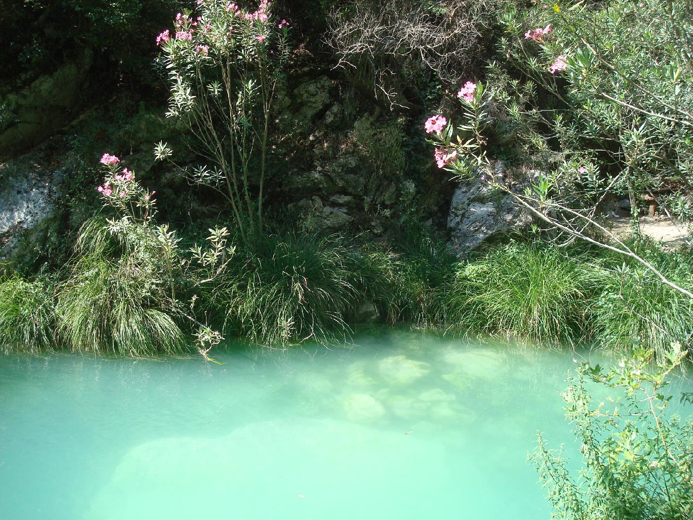 dsc023590.jpg - Lauriers au bord de l�eau